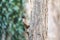 Gray squirrel on tree trunk closeup