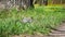 A gray squirrel with tufted ears walks among the grass in the park in search of food