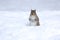 Gray Squirrel Wading in Deep December Snow