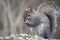 Gray Squirrel in winter