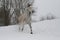 Gray stallion trotting through the snow in cloudy winter weather.