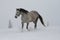 Gray stallion trotting on the top of the slope in the winter, in the snow.