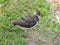 Gray steppe gull - beautiful, proud and free bird