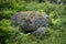 Gray stone lying on the ground in the forest