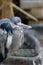 Gray stork Holds fluff in the beak