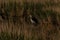 A gray stork stands in the water among the densely growing reeds