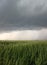 Gray Storm Clouds Over an Agricultural Field