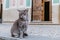 Gray stray cat in sitting with eyes closed in front of Italian Church