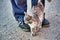 Gray stray fluffy cat rubs rubs against the legs of a man