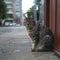 Gray street cat observes surroundings in outdoor urban setting