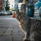 Gray street cat observes surroundings in outdoor urban setting