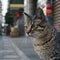 Gray street cat observes surroundings in outdoor urban setting