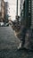 Gray street cat observes surroundings in outdoor urban setting