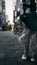 Gray street cat observes surroundings in outdoor urban setting