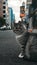 Gray street cat observes surroundings in outdoor urban setting