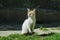 Gray street cat is walking down the street. A spotted cat sits on the sidewalk. Red street cat is sitting on the street