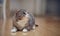 Gray striped angry cat with white paws, lies on a floor.