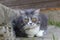 gray striped British Shorthair cat hiding on the steps