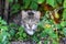 Gray striped cat with a focused look among thickets. Cat on hunting_