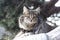 A gray striped cat on a trunk of a collapsed juniper tree is looking. Cat in the wild