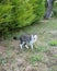 Gray striped cat with white bib front