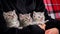 Gray Striped Cute Kittens Turn Their Heads Funny