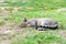 Gray striped domestic male cat lie down, sleeping and relax on the grass