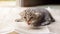 Gray striped kitten crawling on the floor