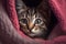 Gray striped kitten peeks out from under a pink plaid close-up, created with Generative AI technology.