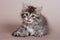 Gray striped kitten siberian cat licks