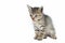Gray striped Kitten on a white background, Small predator