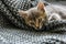 Gray striped kitty sleeps on knitted woolen gray plaid. Little cute fluffy cat. Cozy home