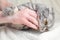 A gray striped Scottish Fold cat bites a man`s hand.
