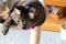 Gray striped tabby cat lying in a round hammock