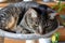 Gray striped tabby cat lying in a round hammock