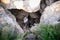 Gray striped tabby cat is perched on a grassy rock formation