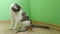 Gray striped tabby cat playing on a floor with rope