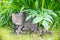 Gray striped tabby cat sitting in the grass and looking around. Hunting cat portrait