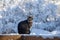 Gray striped tabby cat on a wooden deck bench looking out at a snow covered yard