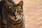 Gray striped tabby street cat showing fangs