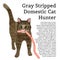 Gray stripped domestic cat hunter with sausages