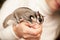 Gray sugar glider seats on woman hand