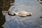 Gray Swan chick with a long neck pulls its beak to the red fallen maple leaf lying in the water