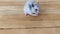 Gray Syrian hamster eating dill