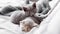 Gray and tabby adorable cats are resting at cozy home interior. Couple fluffy kittens lie sleep on gray sofa. Pets Cosiness