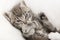 Gray tabby baby cat