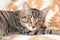 A gray tabby cat with amber eyes looks at the photographer.