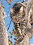 Gray tabby cat climbing down from a tree