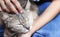 Gray tabby cat closed his eyes while Asian woman hand stroking with gentle touching , relaxation happy time