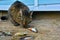 A gray, tabby cat eats live fish. Catch of fish. Feeding a cat A fish